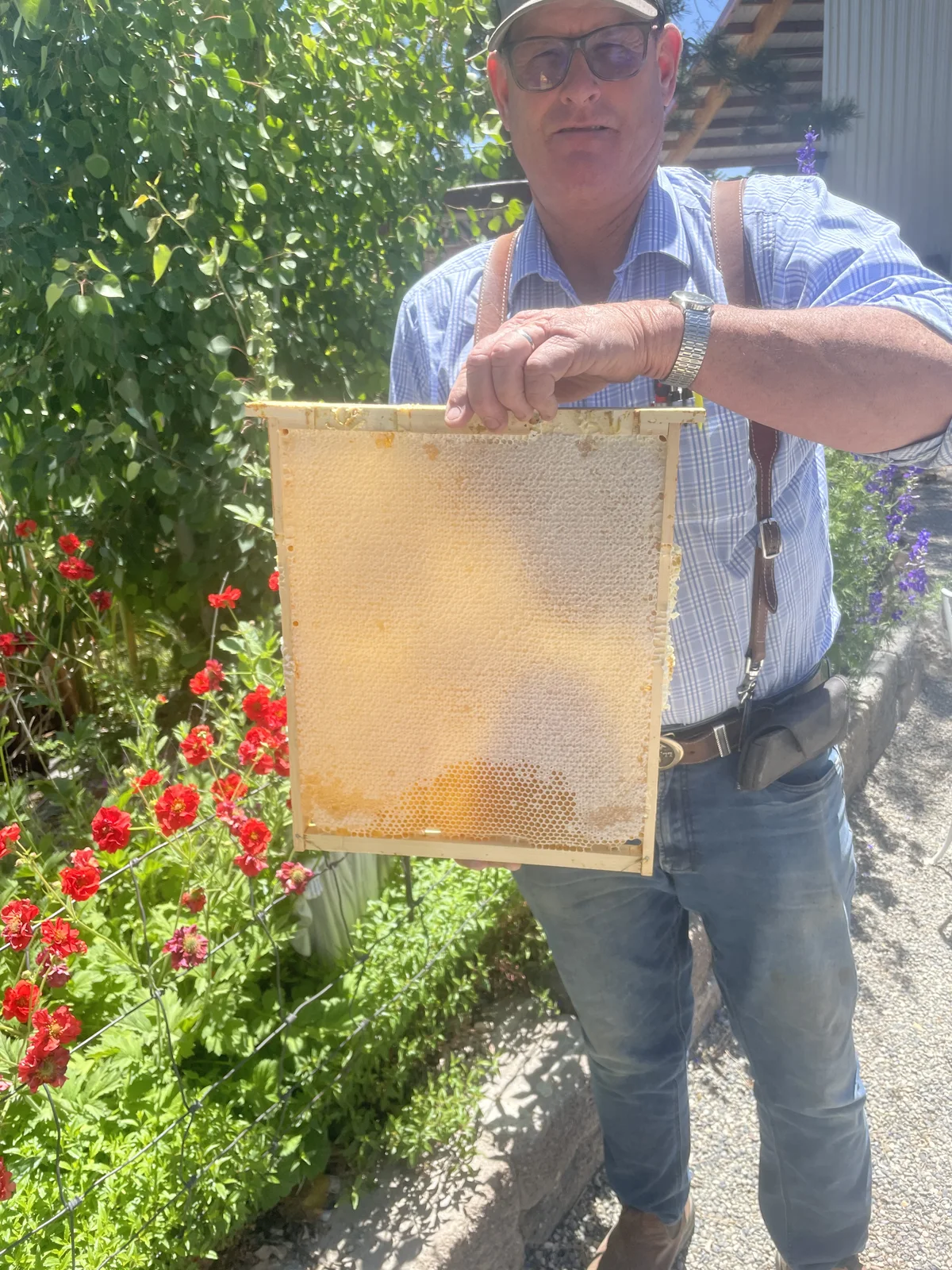 A beekeeper holding a large frame of capped honeycomb in a sunlit garden, with red geraniums and green foliage in the background